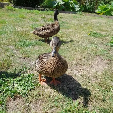 Le Ch'ti 4 Saisons Maison De Avec Parking Et Jardin Saint-Omer (Pas-de-Calais)