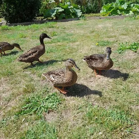 Le Ch'ti 4 Saisons Maison De Avec Parking Et Jardin Saint-Omer (Pas-de-Calais)
